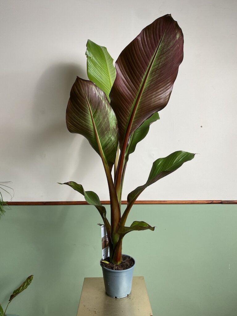 Ensete Maurelli Red Banana