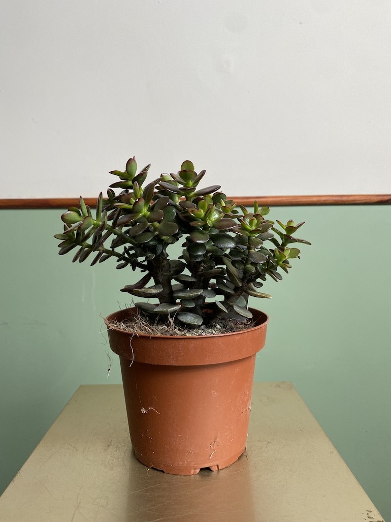 Crassula Minor