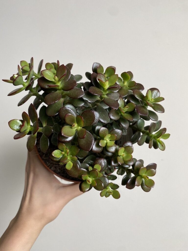 Crassula Minor