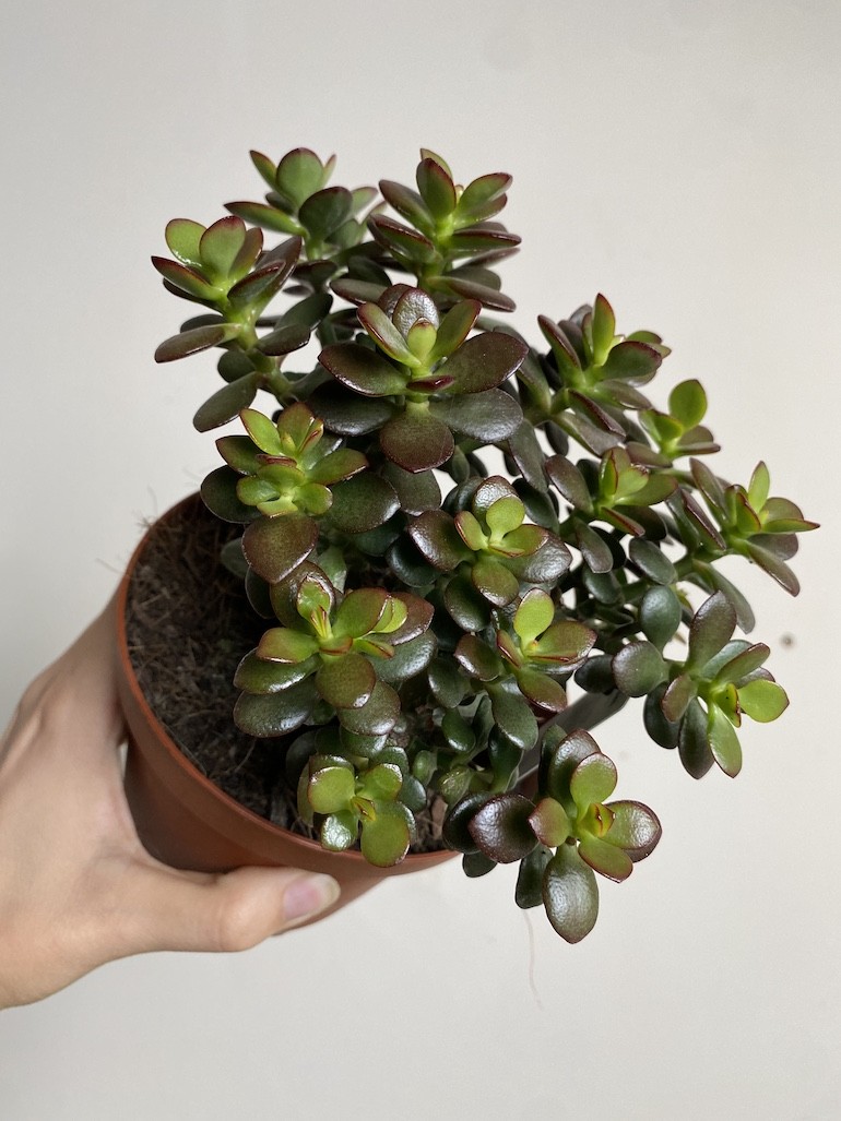 Crassula Minor