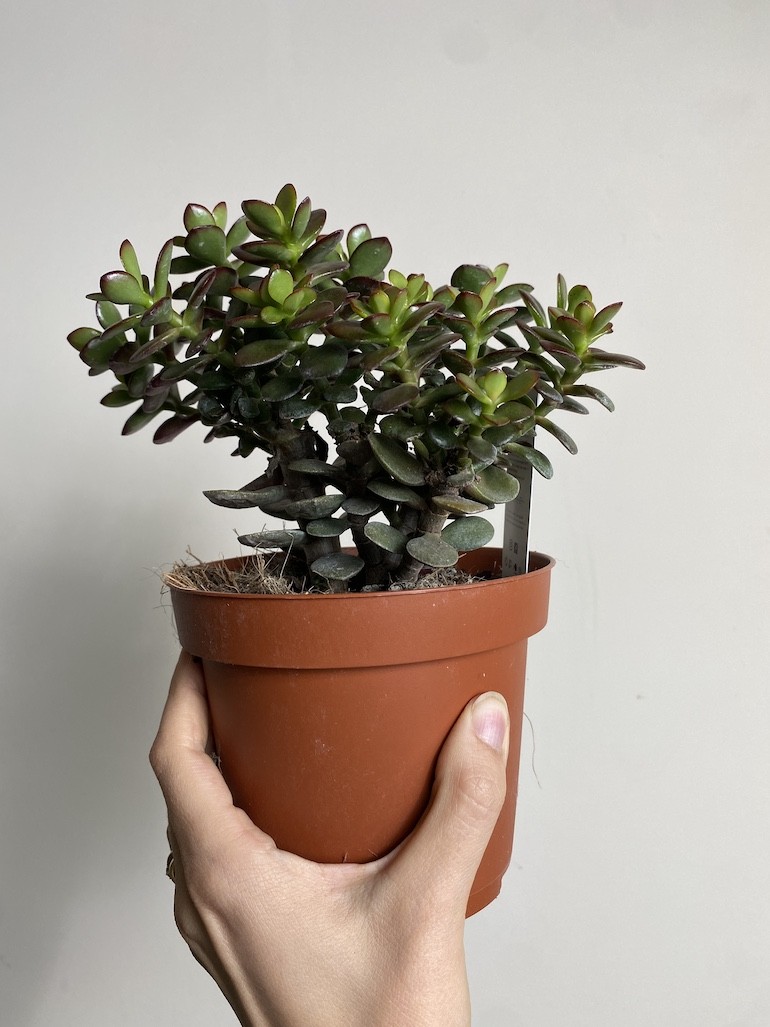 Crassula Minor