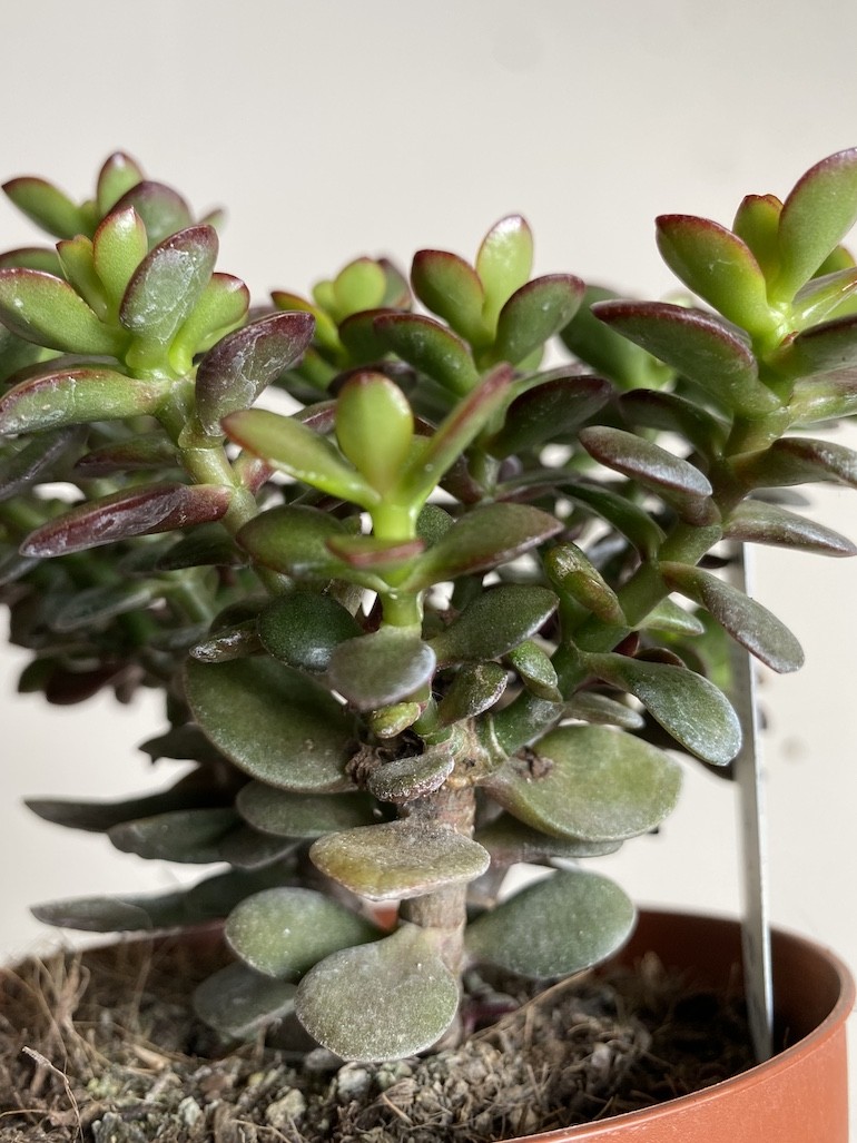Crassula Minor