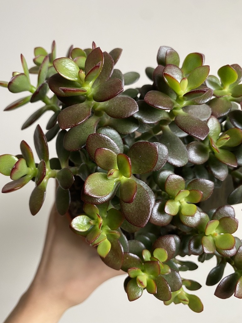 Crassula Minor