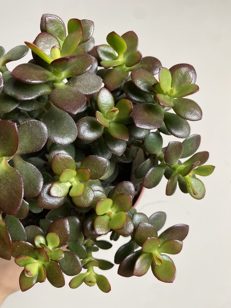Crassula Minor