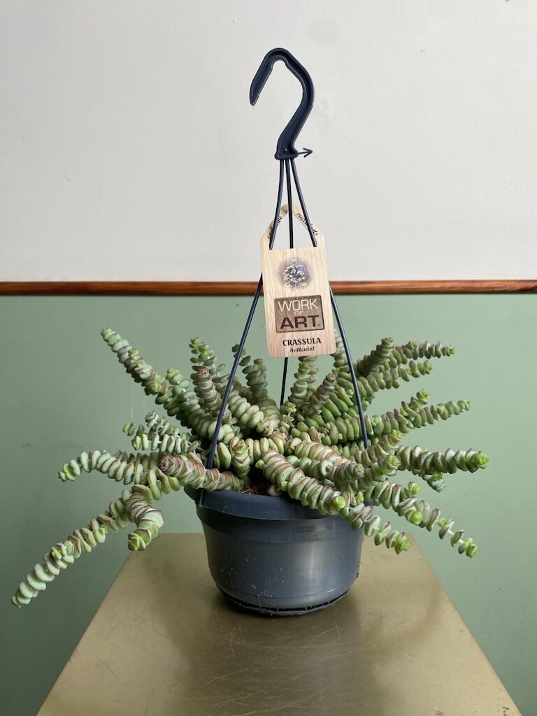 Crassula Hottentot