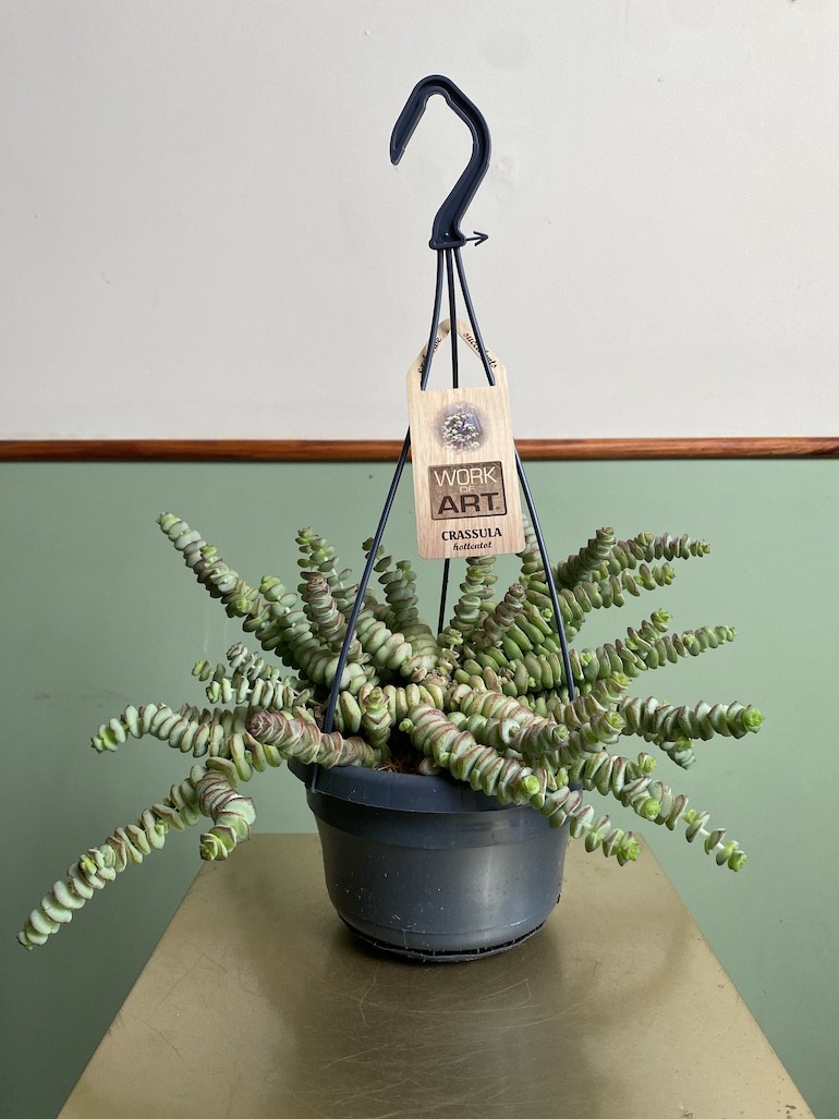 Crassula Hottentot