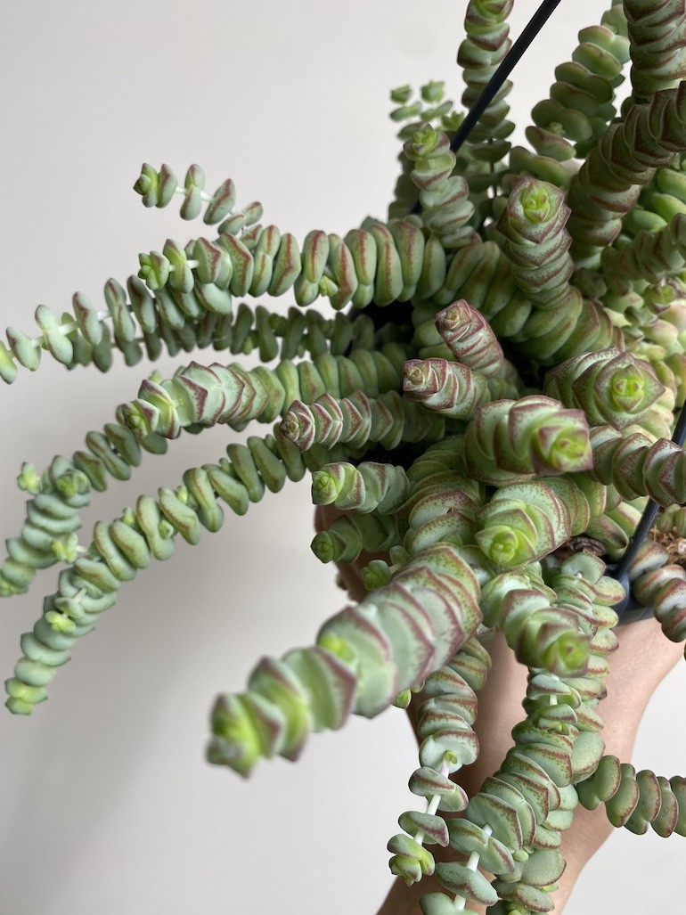 Crassula Hottentot