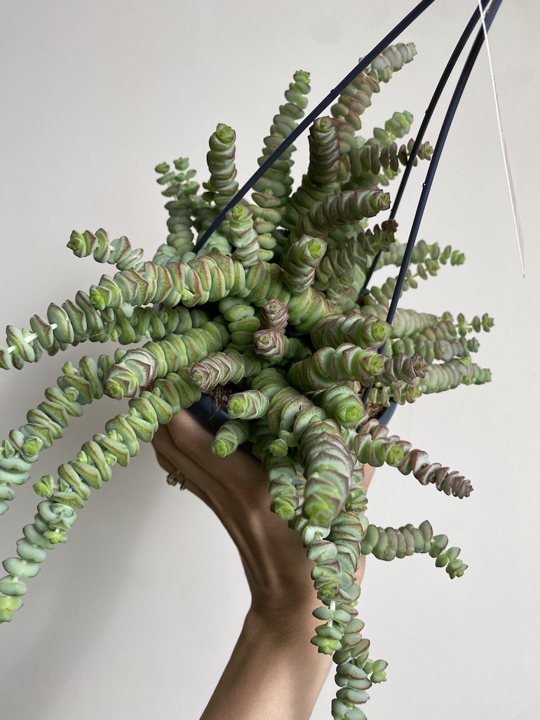 Crassula Hottentot