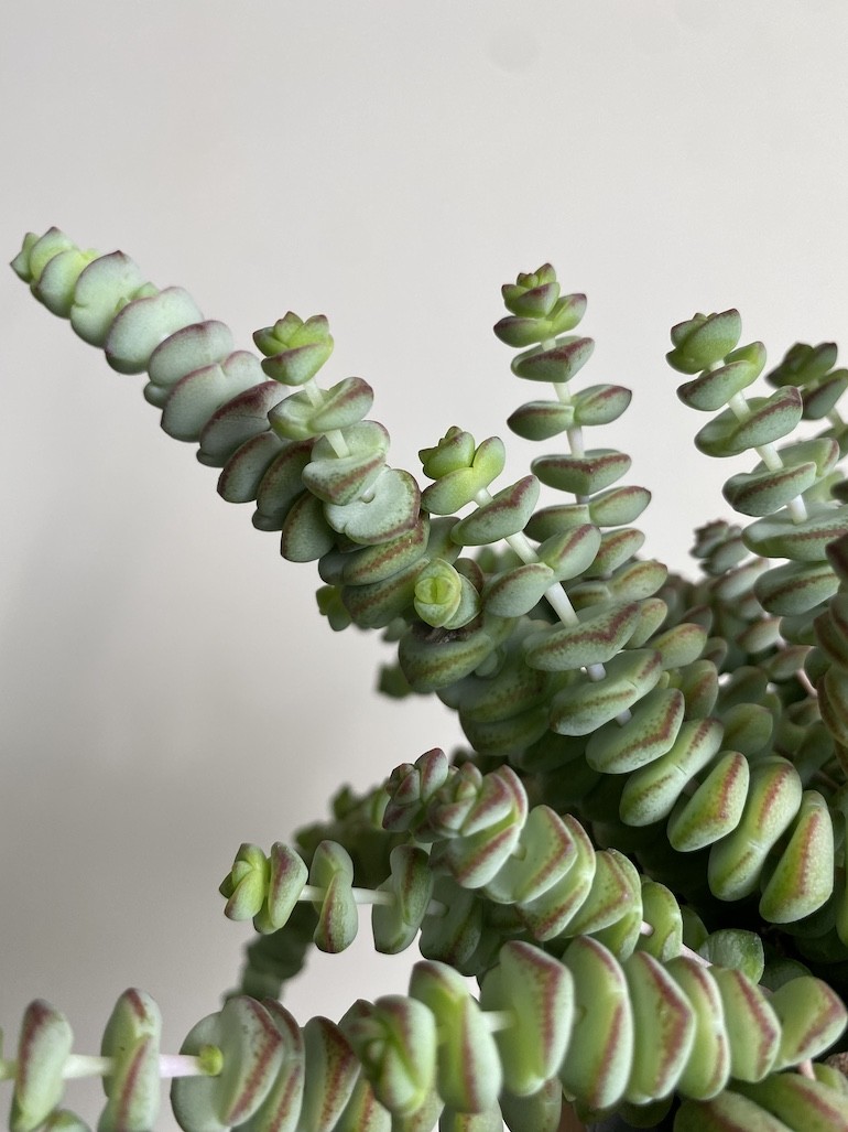 Crassula Hottentot