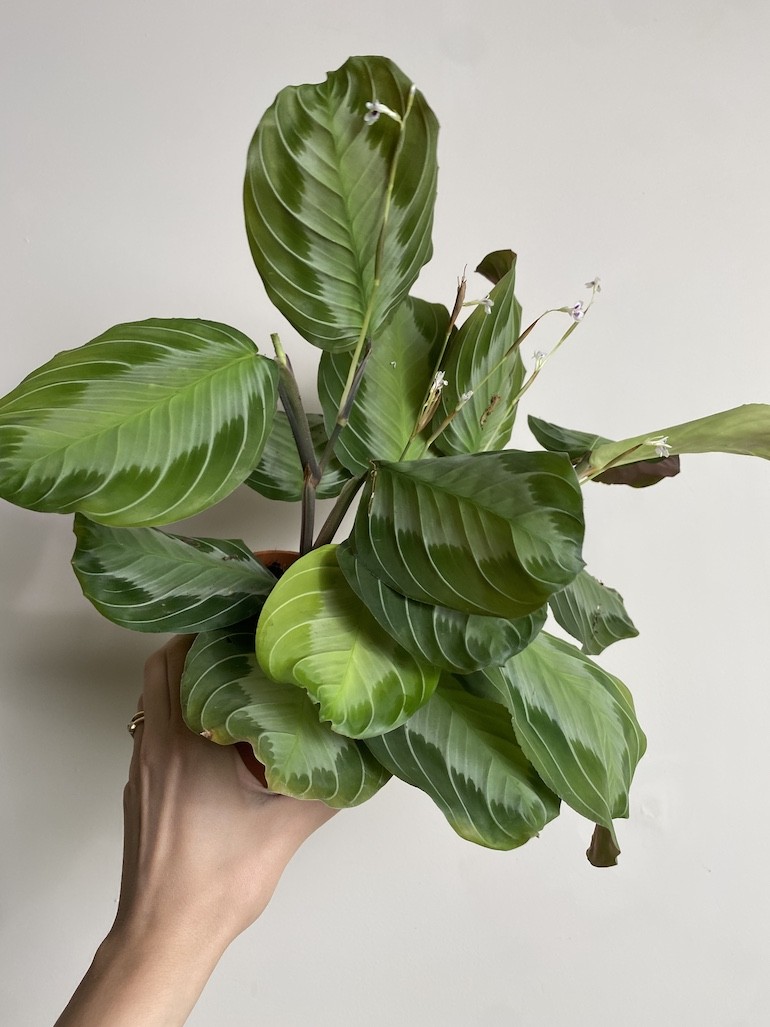 Maranta leuconeura Exclusive Grey