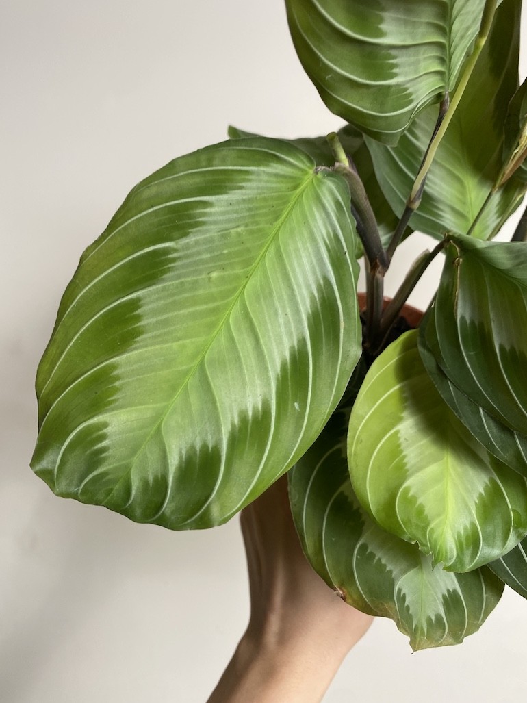 Maranta leuconeura Exclusive Grey