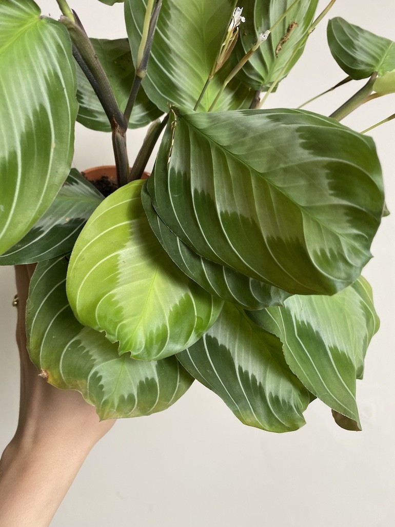Maranta leuconeura Exclusive Grey
