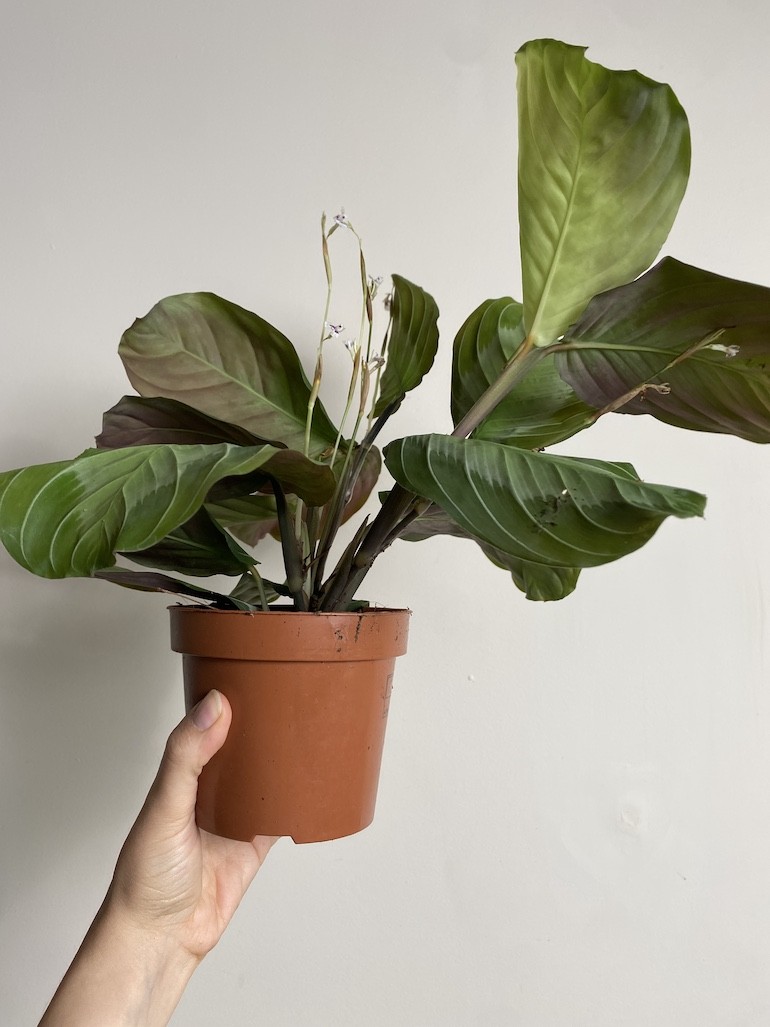 Maranta leuconeura Exclusive Grey