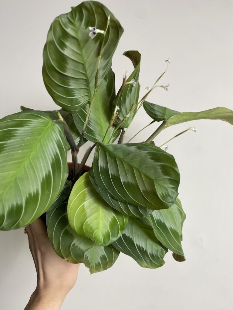 Maranta leuconeura Exclusive Grey