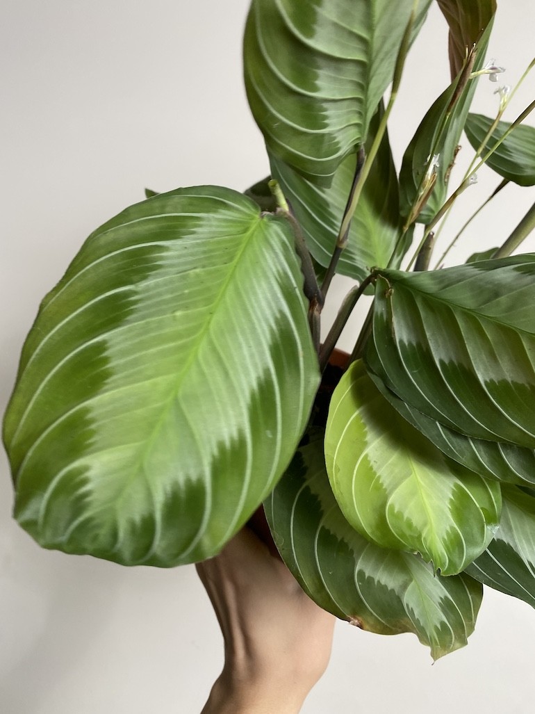 Maranta leuconeura Exclusive Grey