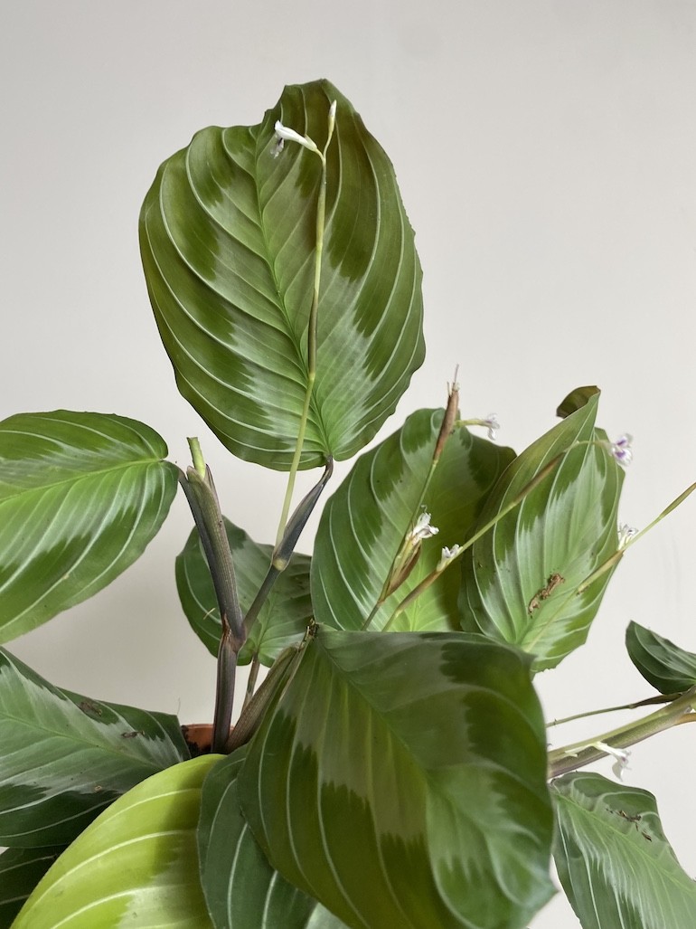 Maranta leuconeura Exclusive Grey