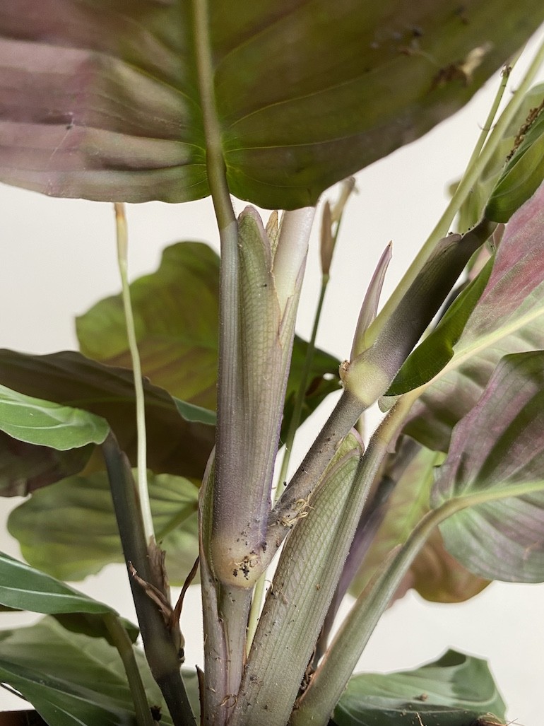 Maranta leuconeura Exclusive Grey