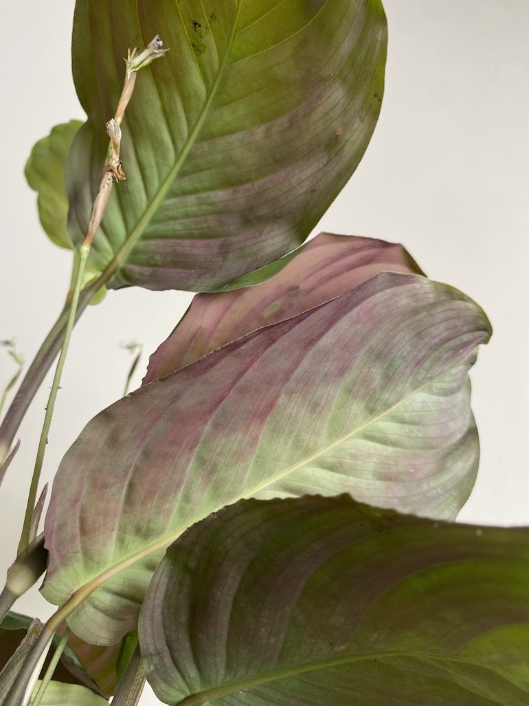 Maranta leuconeura Exclusive Grey