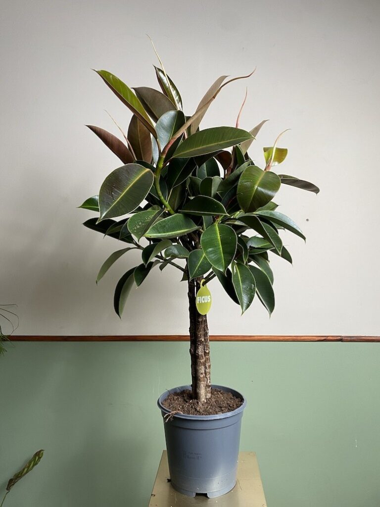 Fikus 'Melany'