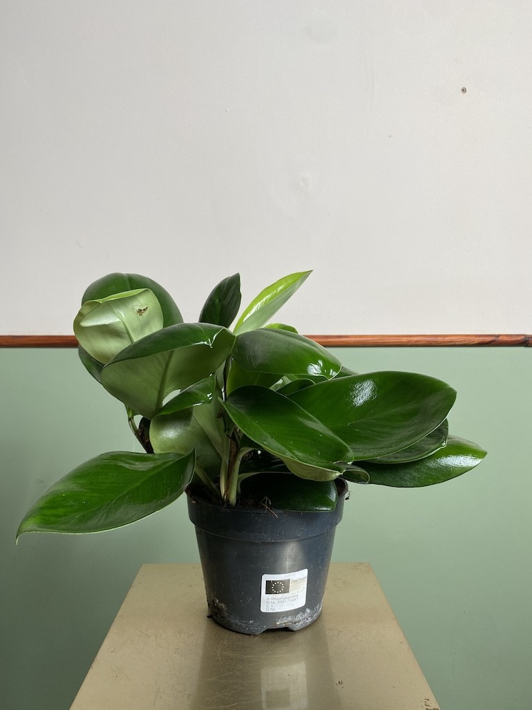 Rhaphidophora Hongkongensis