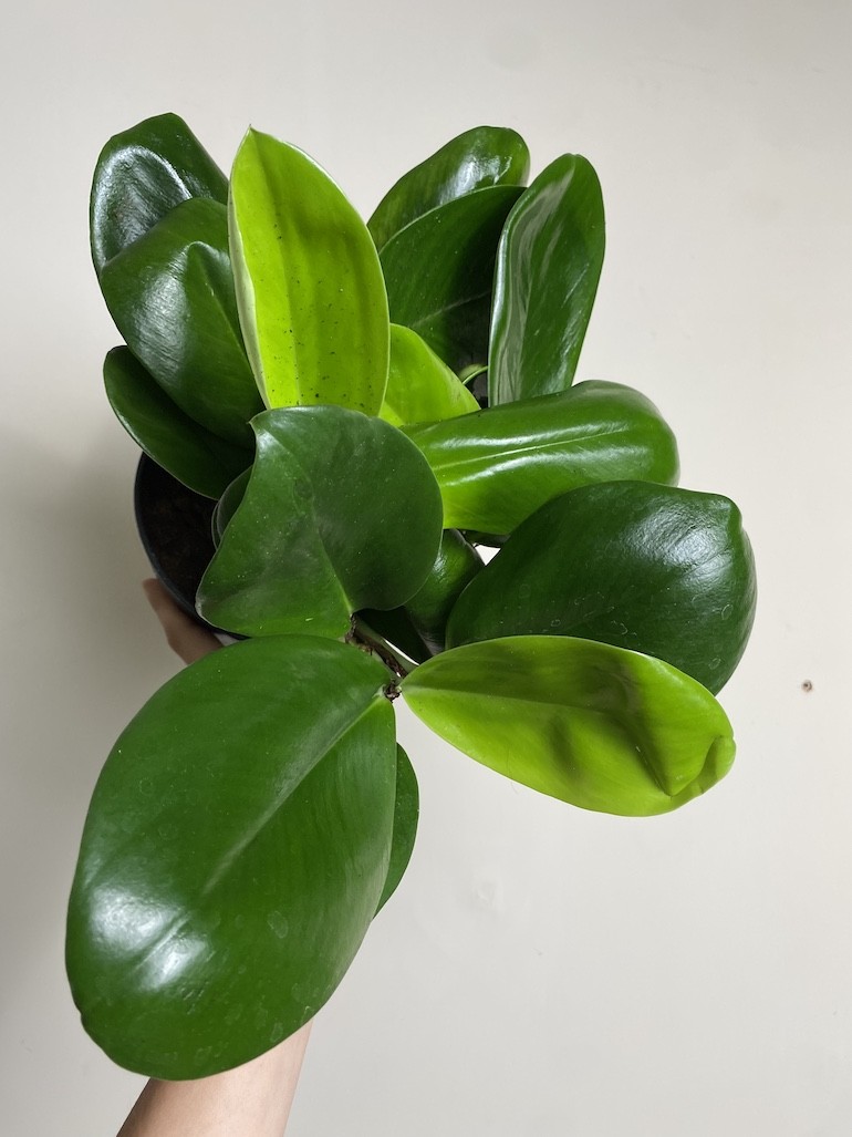 Rhaphidophora Hongkongensis