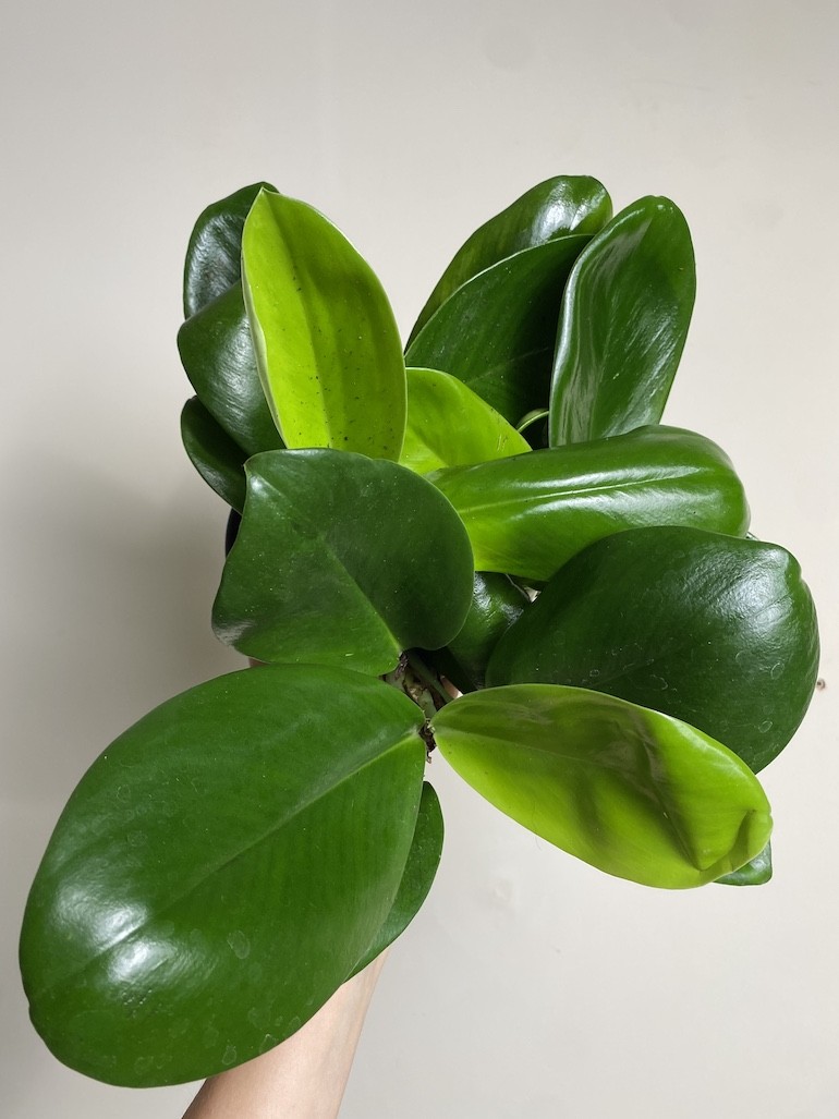 Rhaphidophora Hongkongensis