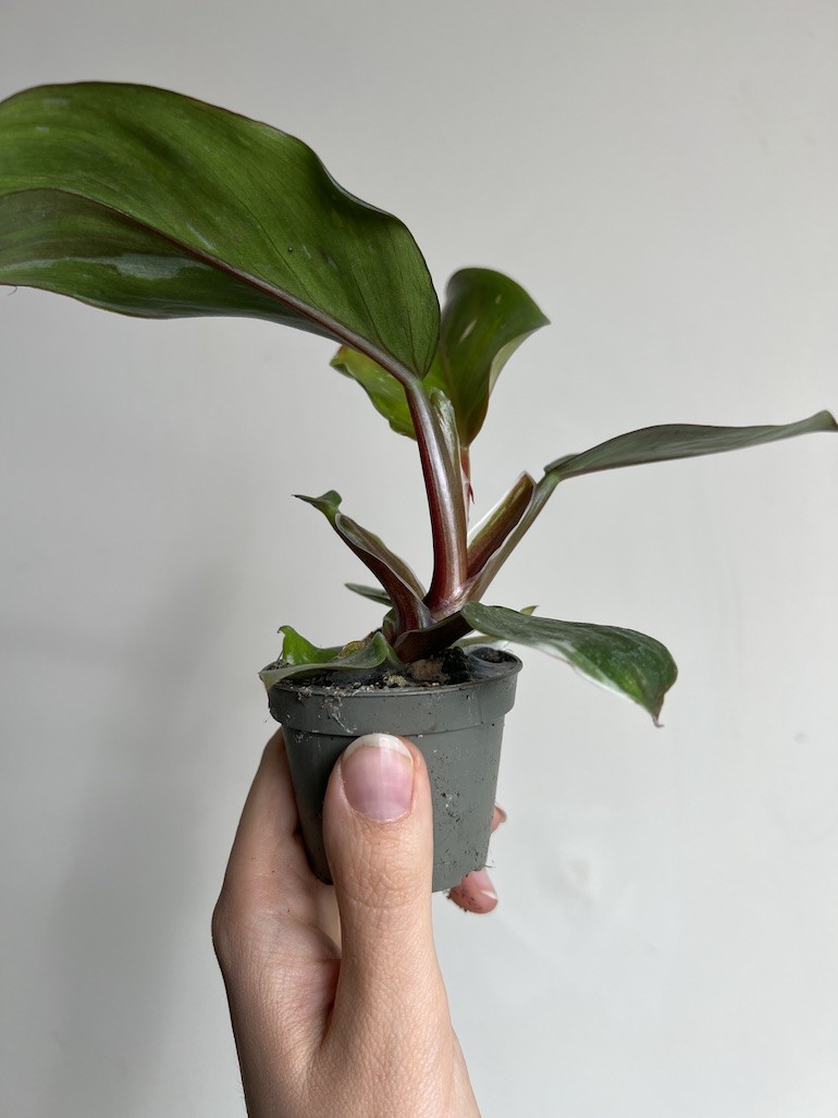 Philodendron White Knight Maluszek