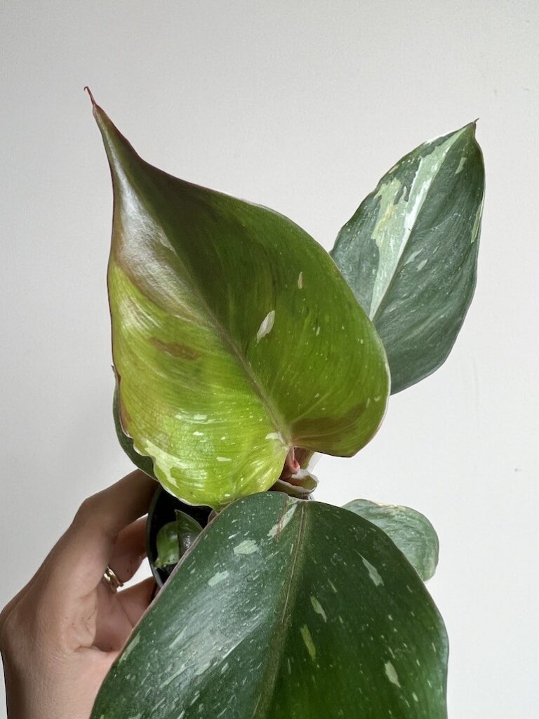 Philodendron White Knight Maluszek
