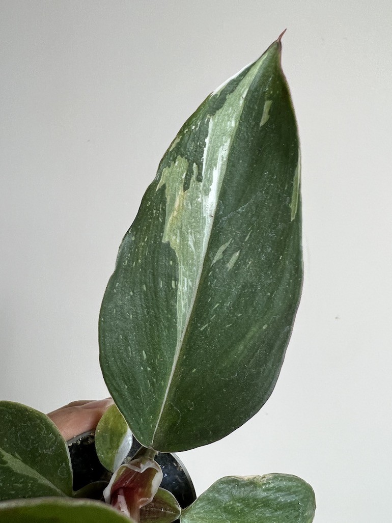 Philodendron White Knight Maluszek
