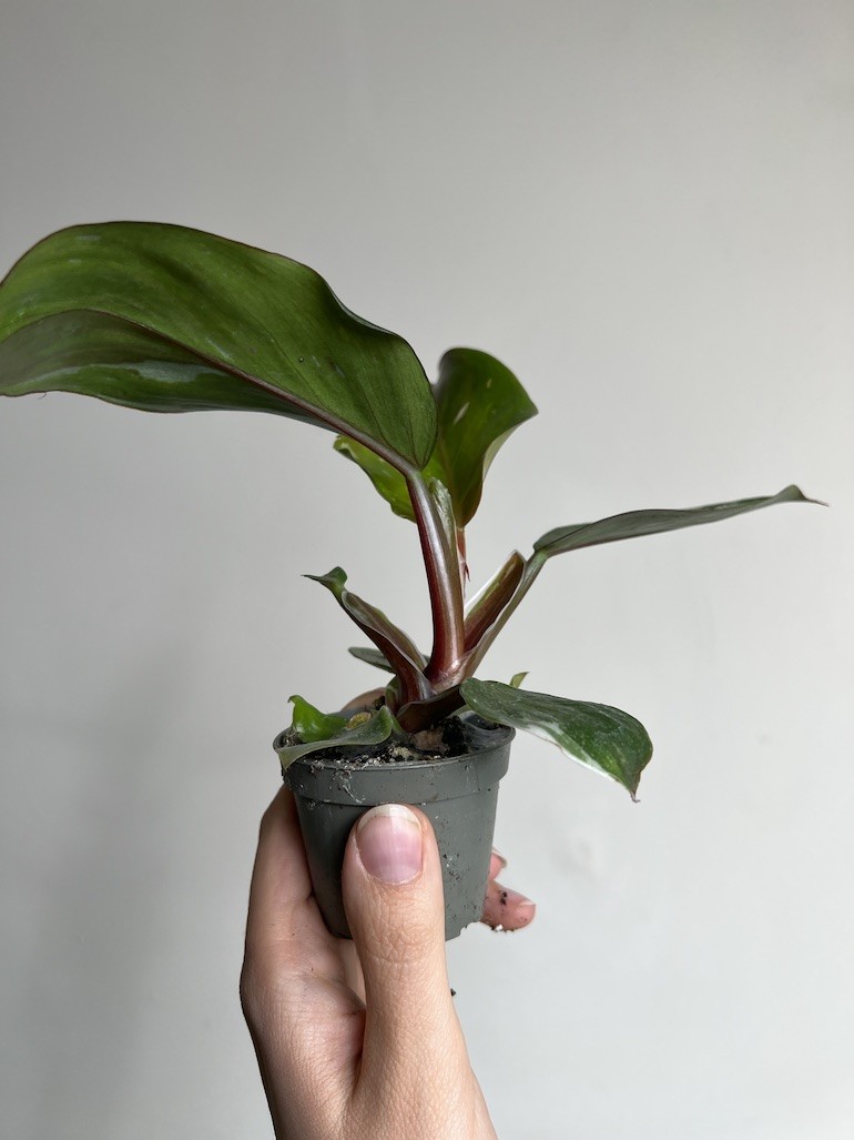 Philodendron White Knight Maluszek