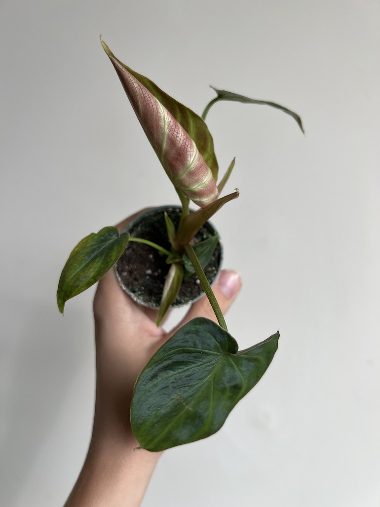 Philodendron Verrucosum