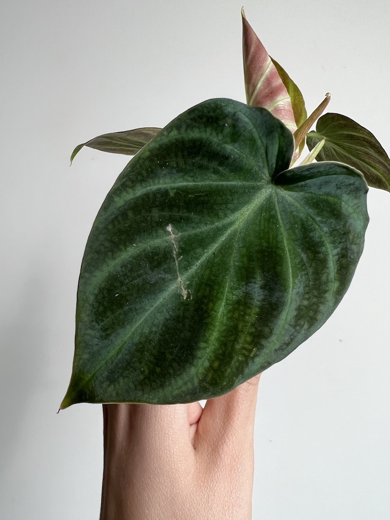 Philodendron Verrucosum