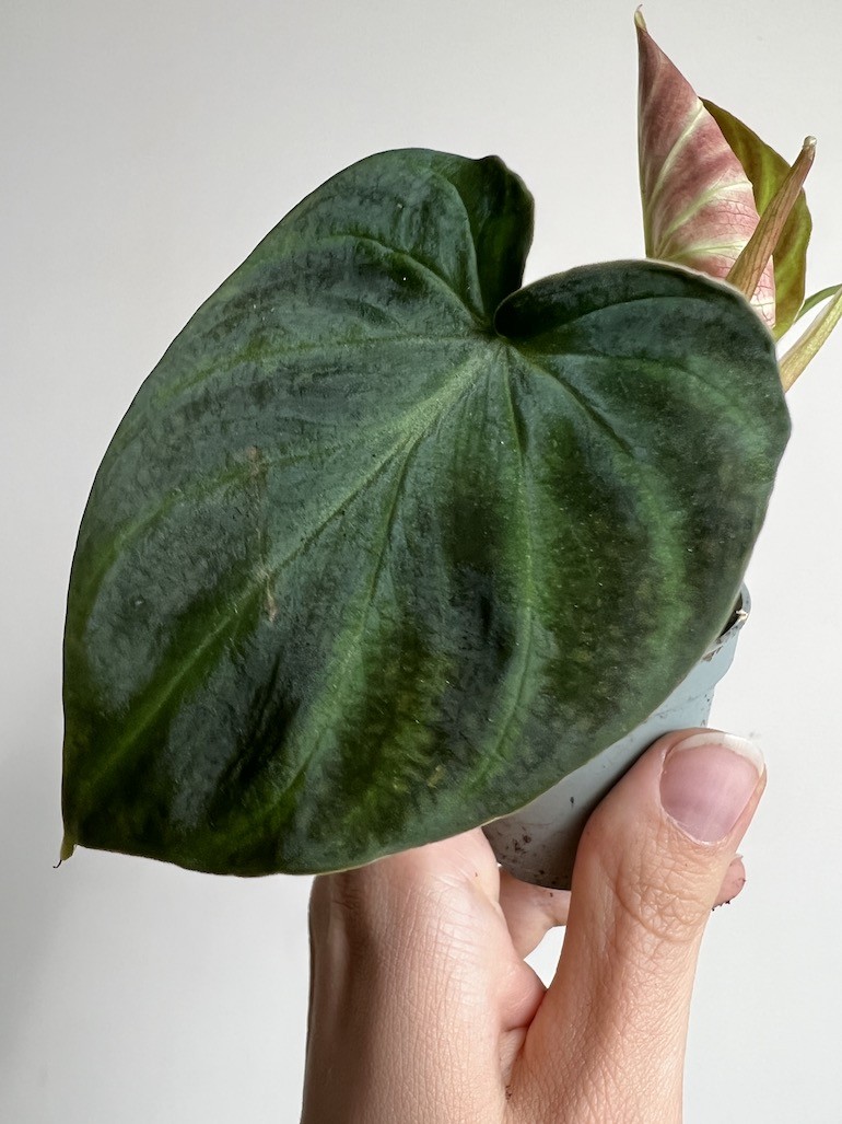 Philodendron Verrucosum