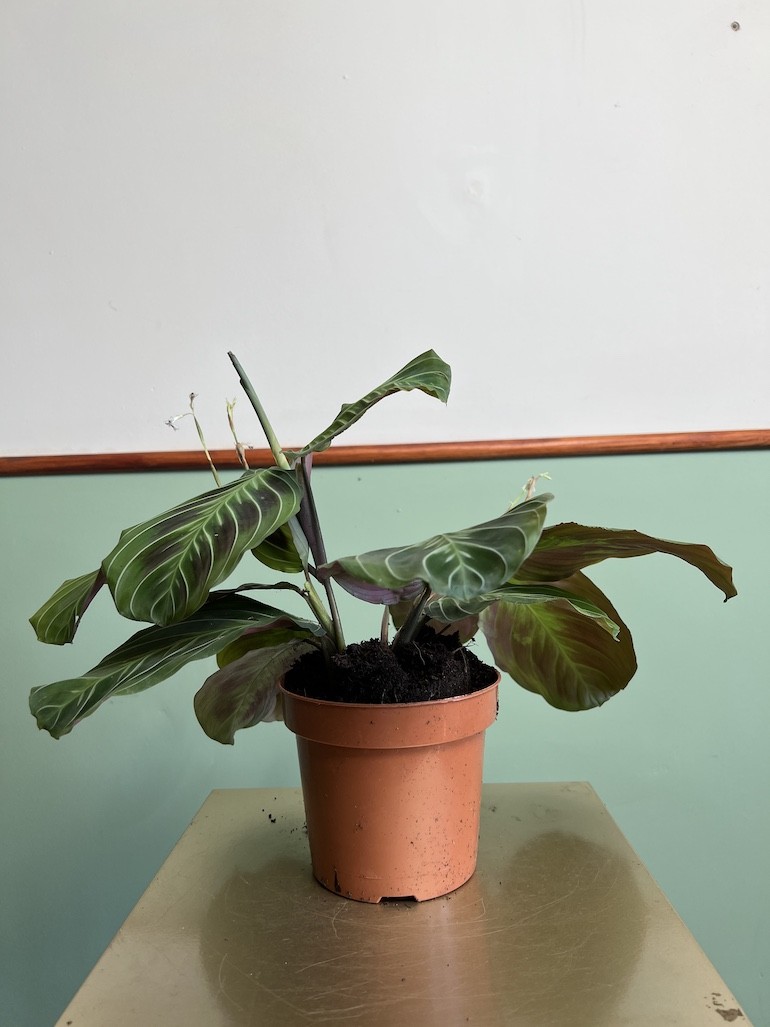 Maranta Exclusive Dark