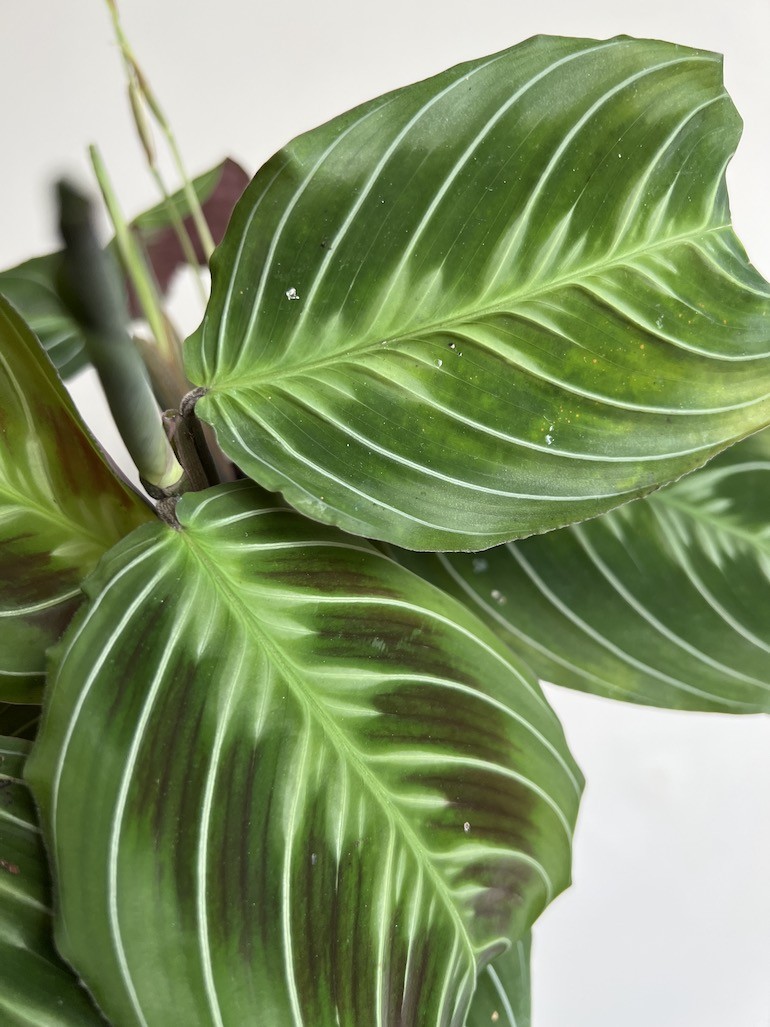 Maranta Exclusive Dark