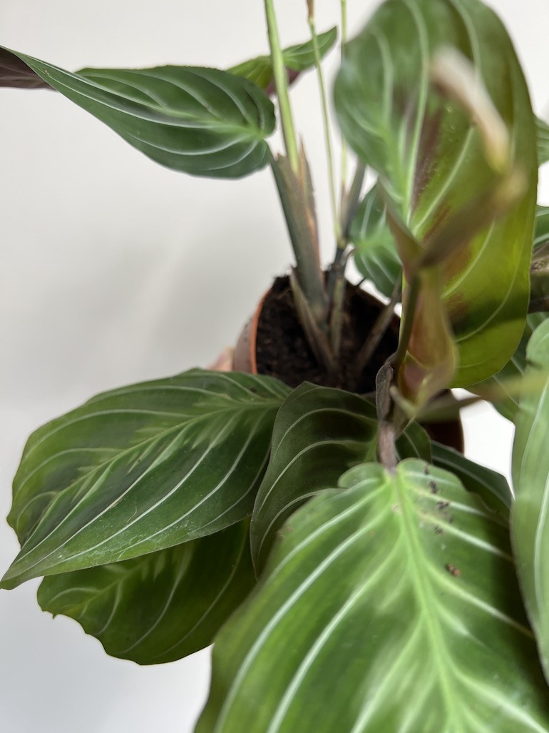 Maranta Exclusive Dark