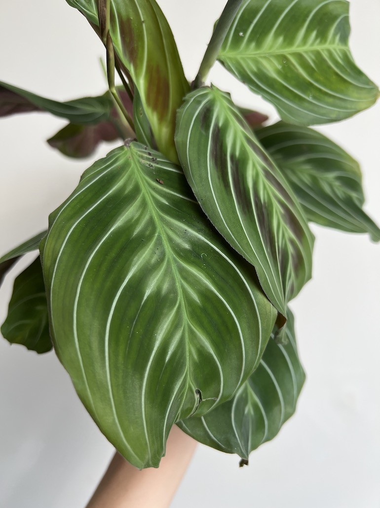 Maranta Exclusive Dark