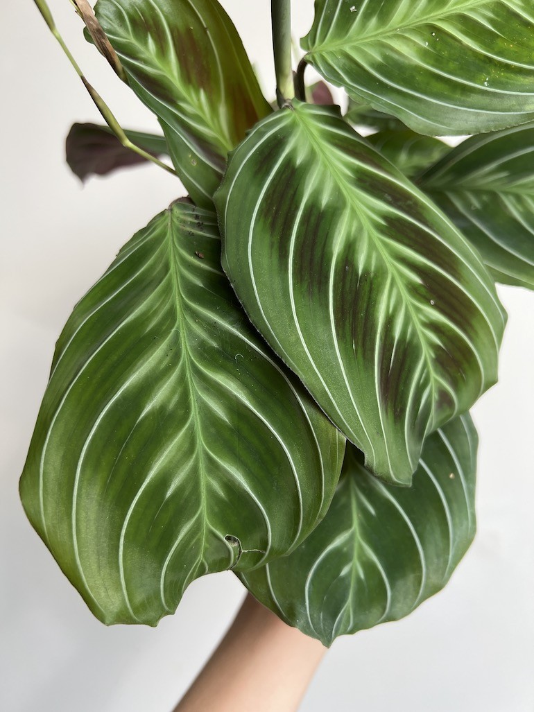 Maranta Exclusive Dark