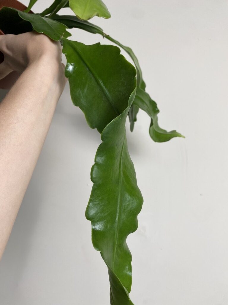 Epiphyllum Beavertail