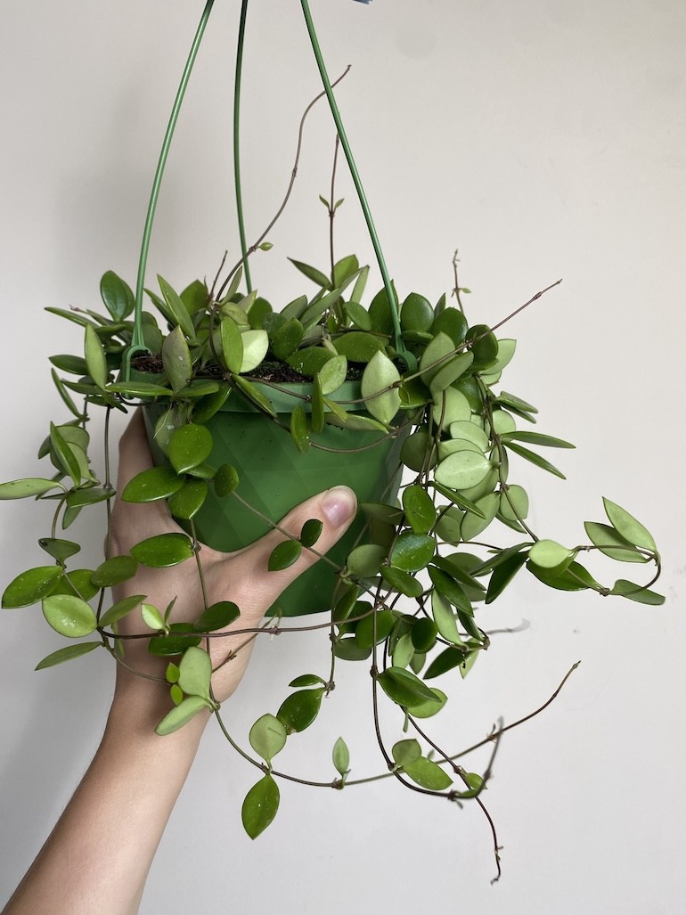 Hoya Pubera