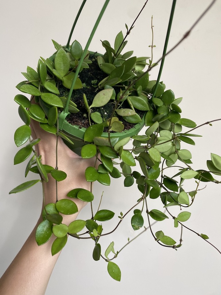 Hoya Pubera