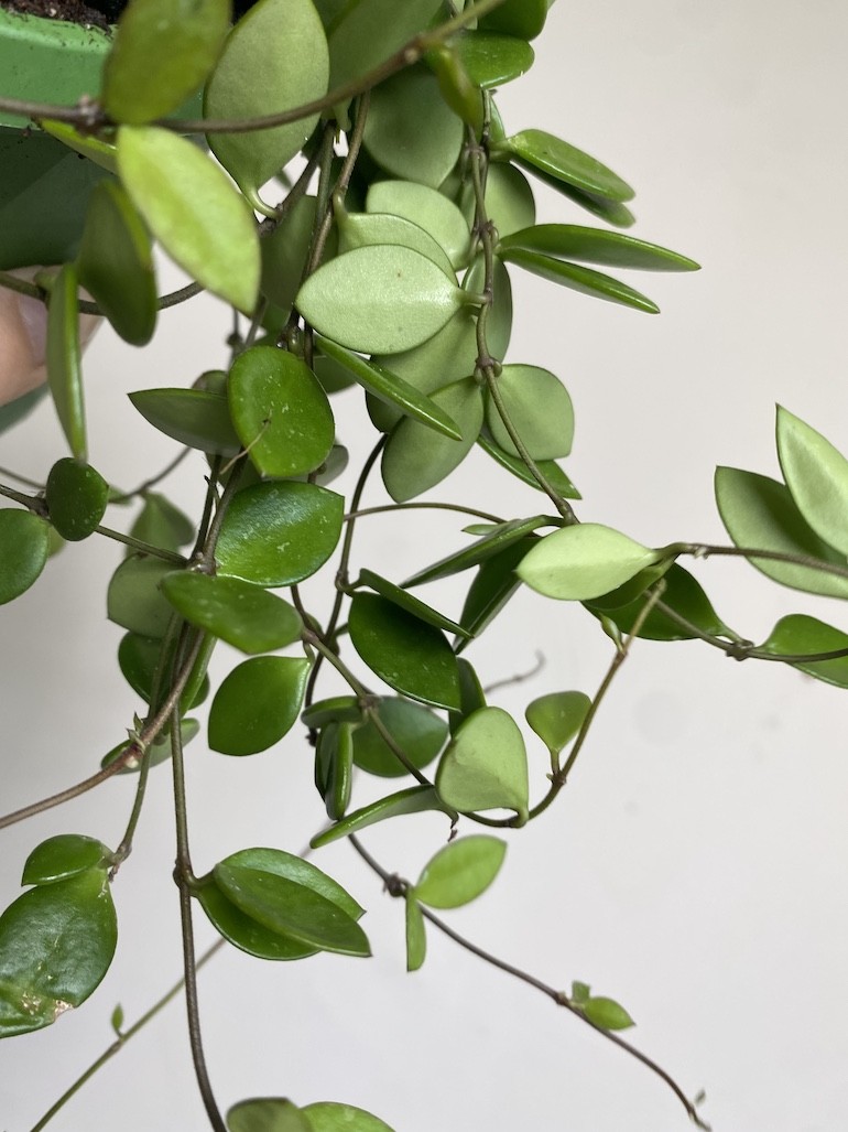 Hoya Pubera