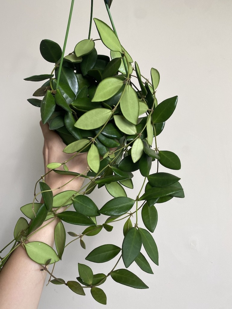 Hoya Burtoniae