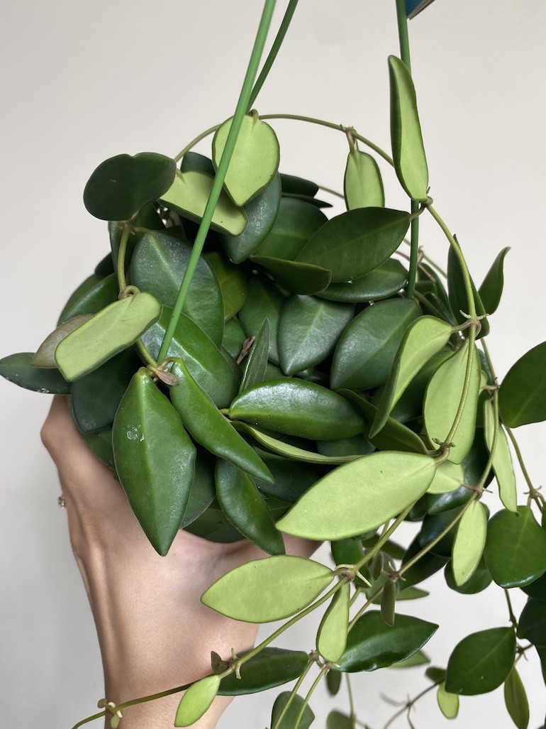 Hoya Burtoniae