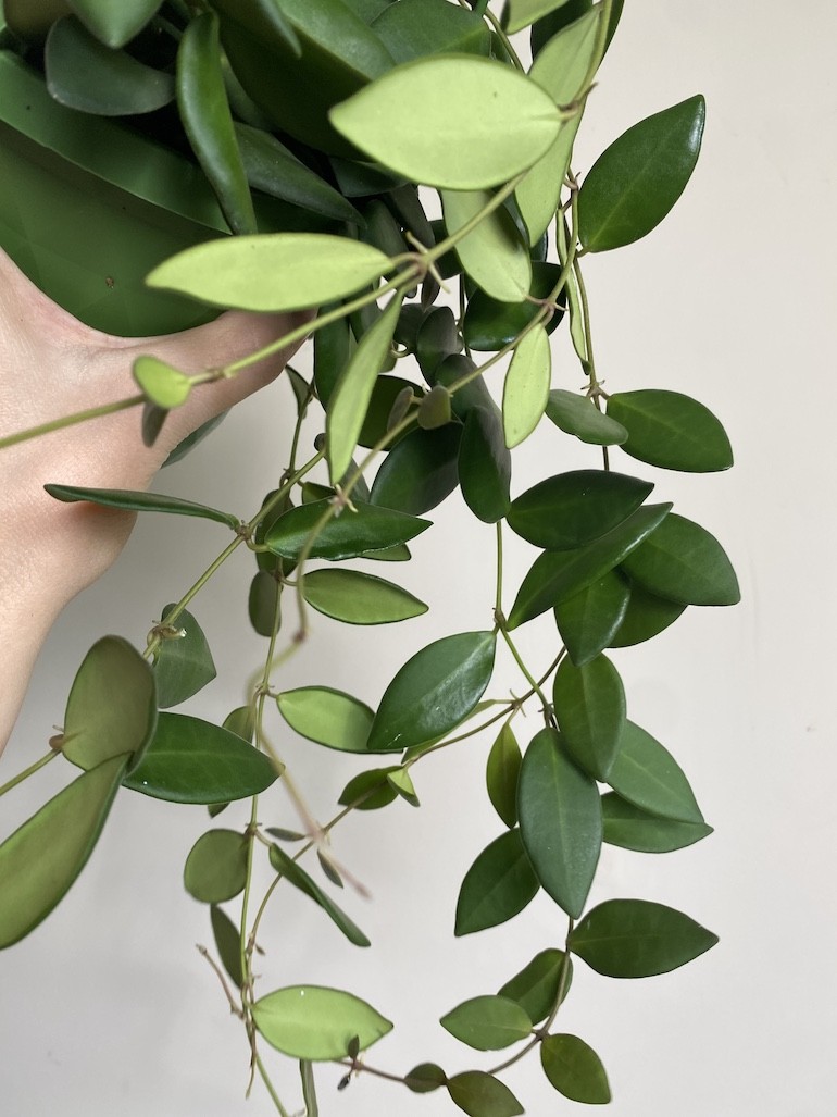 Hoya Burtoniae