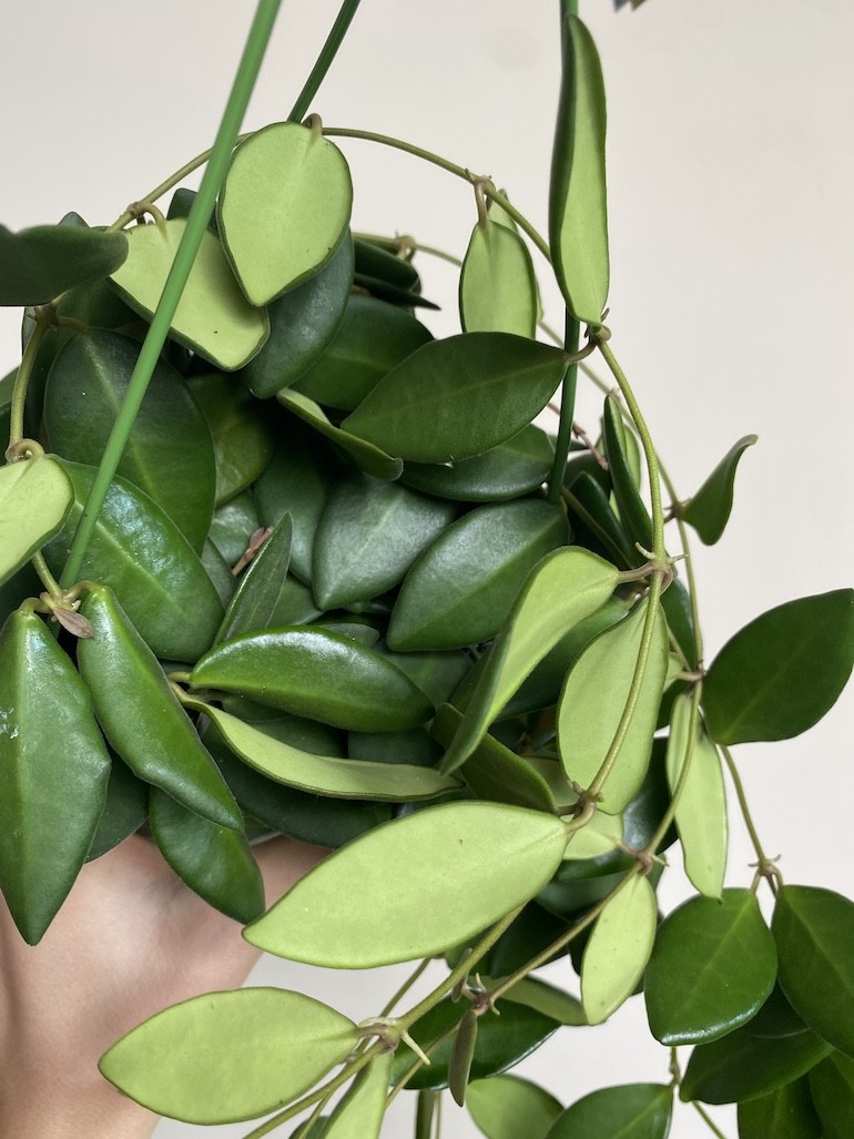 Hoya Burtoniae