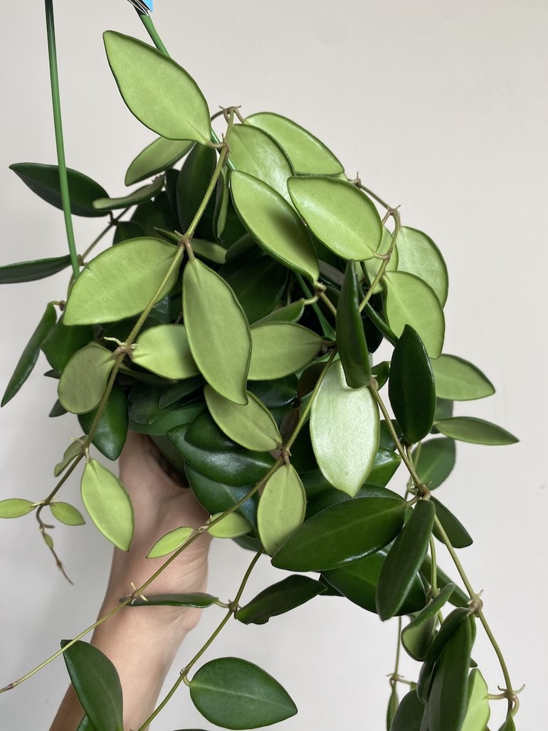 Hoya Burtoniae