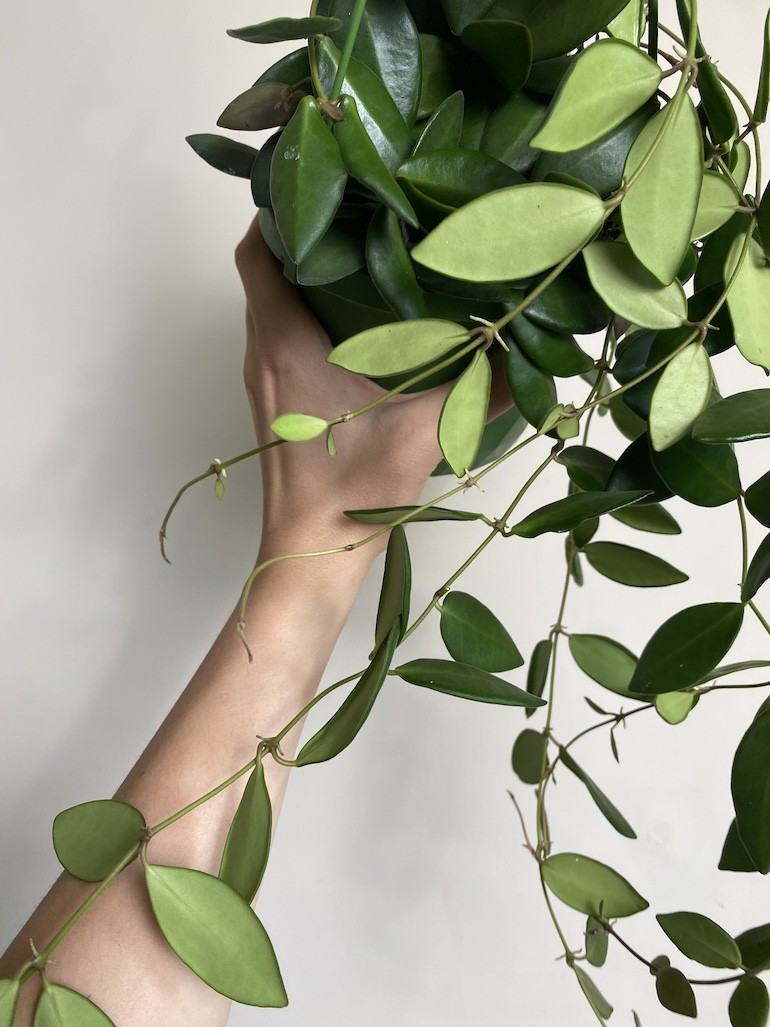 Hoya Burtoniae