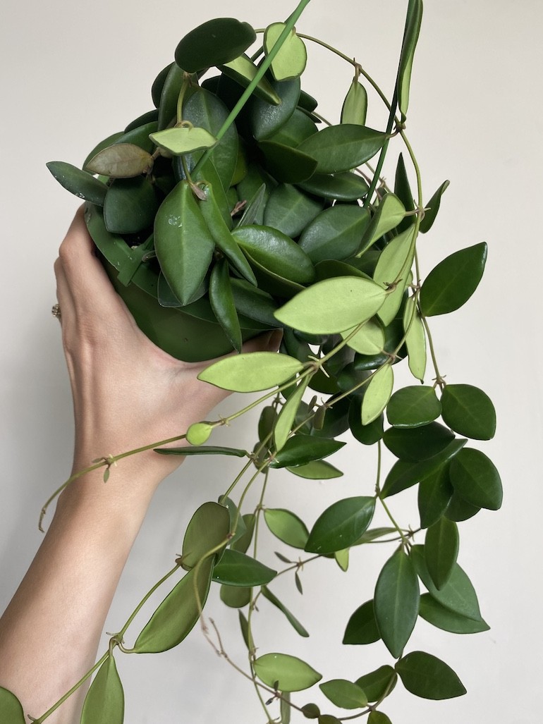 Hoya Burtoniae