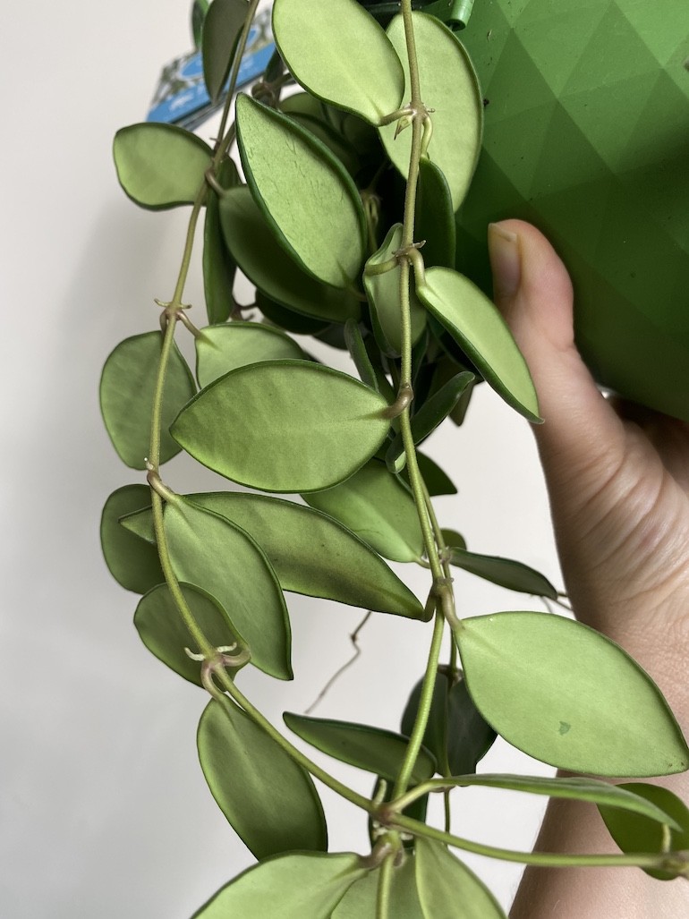 Hoya Burtoniae